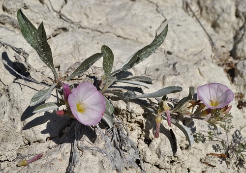 Convolvulus (bindweeds) (alternate view 6)