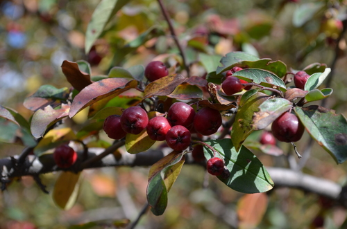 Cotoneaster (Cotoneasters) (alternate view 3)