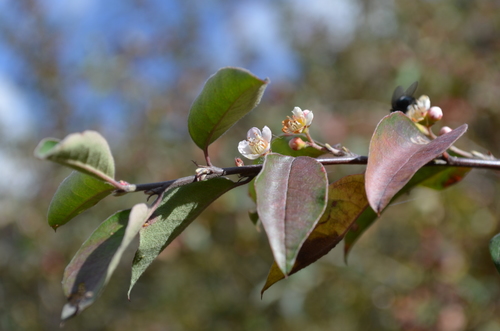 Cotoneaster (Cotoneasters) (alternate view 4)