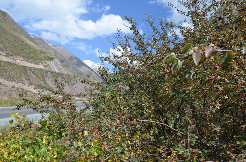 Cotoneaster (Cotoneasters) (alternate view 5)