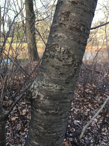 Prunus × yedoensis (Yoshino flowering cherry)
