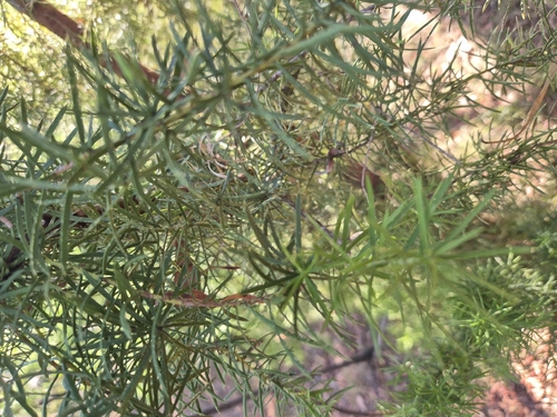 Persoonia juniperina (Prickly Geebung)
