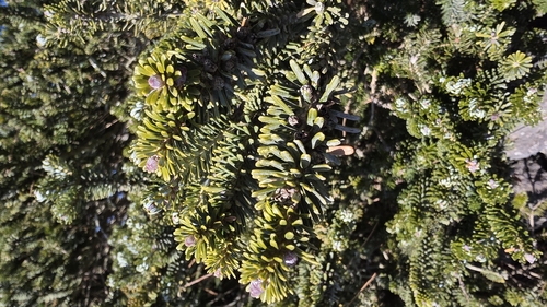 Abies koreana (Korean fir) (alternate view 5)