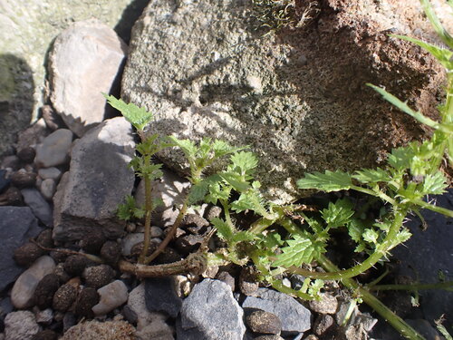Urtica incisa (Scrub Nettle)