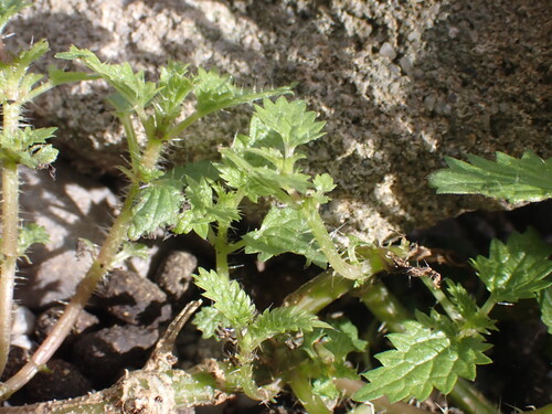 Urtica incisa (Scrub Nettle) (alternate view 2)