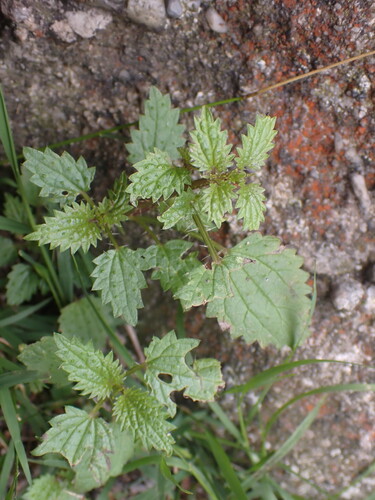 Urtica incisa (Scrub Nettle) (alternate view 3)