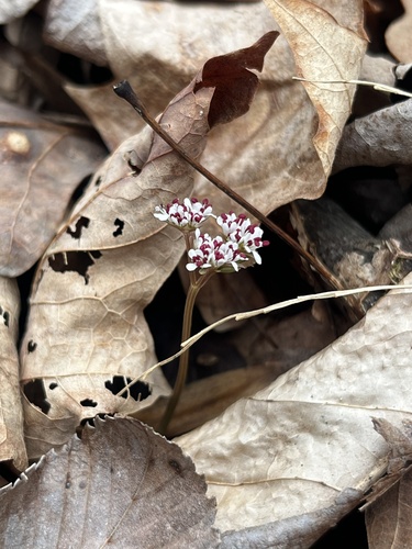 Erigenia bulbosa (harbinger of spring) (alternate view 5)