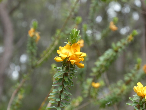 Pultenaea tuberculata (Wreath Bush-pea) (alternate view 5)