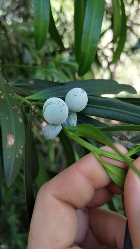 Podocarpus elatus (Plum Pine) (alternate view 9)