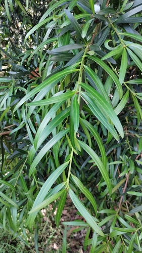 Podocarpus elatus (Plum Pine) (alternate view 10)