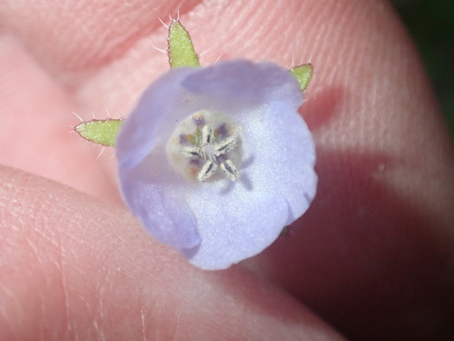 Pholistoma auritum (Fiesta Flower)