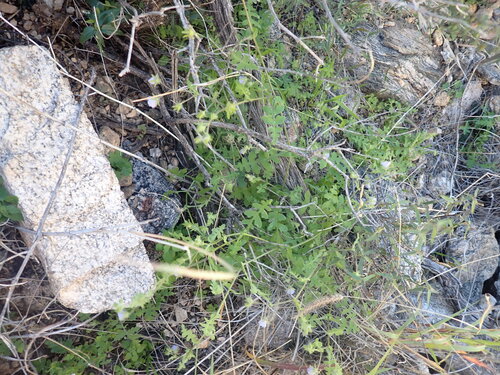 Pholistoma auritum (Fiesta Flower) (alternate view 2)