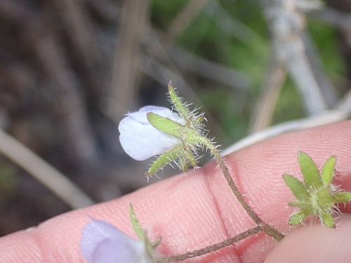 Pholistoma auritum (Fiesta Flower) (alternate view 3)