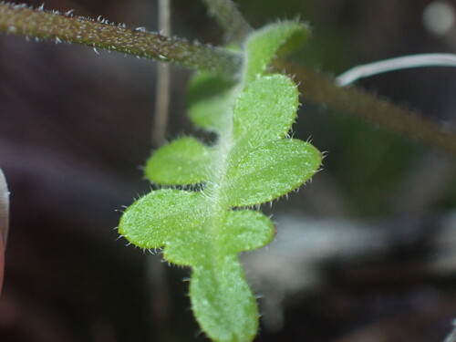 Pholistoma auritum (Fiesta Flower) (alternate view 4)
