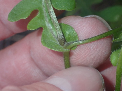 Pholistoma auritum (Fiesta Flower) (alternate view 5)