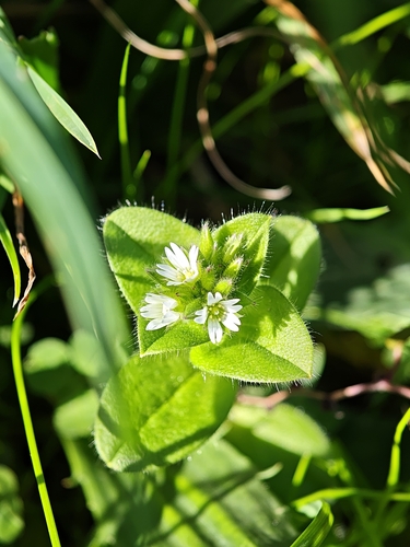 Cerastium glomeratum (Sticky mouse-ear chickweed)
