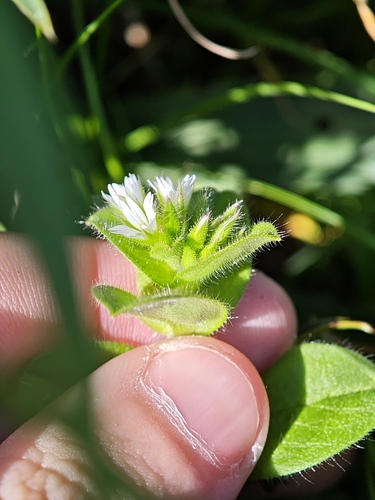 Cerastium glomeratum (Sticky mouse-ear chickweed)