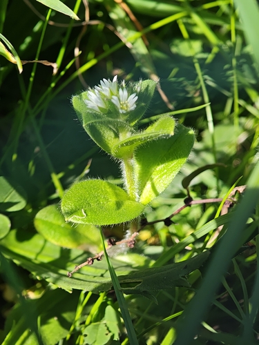 Cerastium glomeratum (Sticky mouse-ear chickweed)