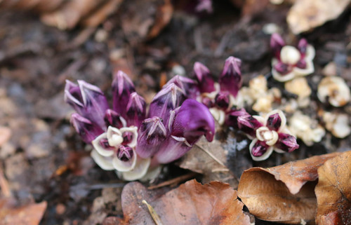 Lathraea clandestina (Purple Toothwort)