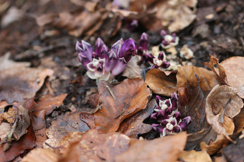 Lathraea clandestina (Purple Toothwort)