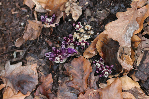 Lathraea clandestina (Purple Toothwort)