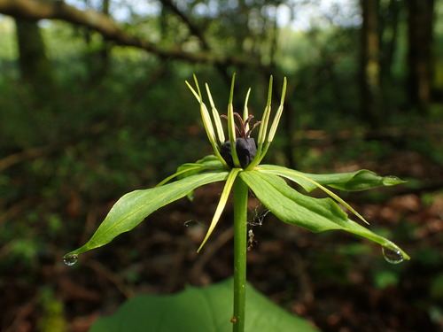 Paris quadrifolia (herb paris) (alternate view 2)