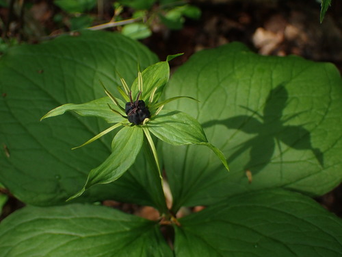 Paris quadrifolia (herb paris)
