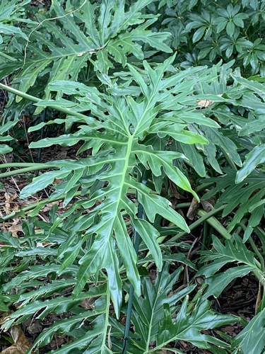 Thaumatophyllum bipinnatifidum (Split-Leaf Philodendron)