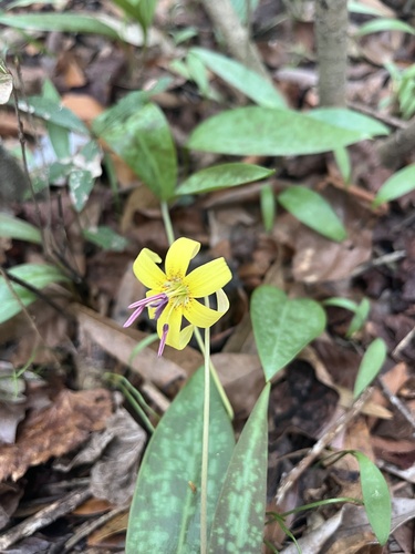 Erythronium umbilicatum (dimpled trout lily) (alternate view 5)