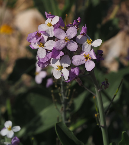 Diplotaxis (Wall-Rockets) (alternate view 5)