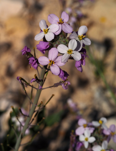Diplotaxis (Wall-Rockets) (alternate view 6)