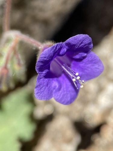 Phacelia minor (wild canterbury bells) (alternate view 5)