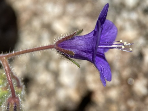Phacelia minor (wild canterbury bells) (alternate view 4)