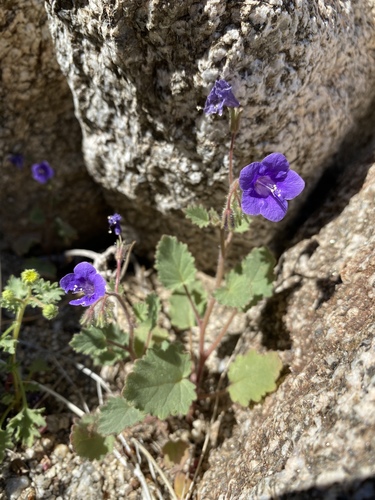 Phacelia minor (wild canterbury bells) (alternate view 3)