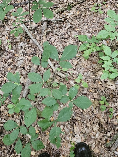 Quercus montana (chestnut oak)
