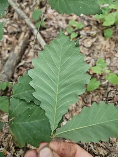 Quercus montana (chestnut oak)