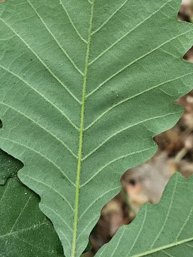 Quercus montana (chestnut oak)