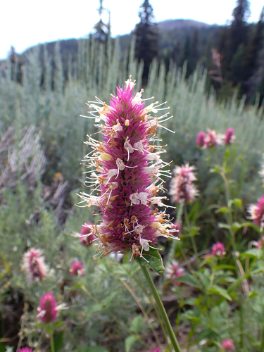 Agastache urticifolia (nettle-leaf giant hyssop) (alternate view 8)