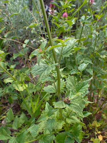 Agastache urticifolia (nettle-leaf giant hyssop) (alternate view 9)