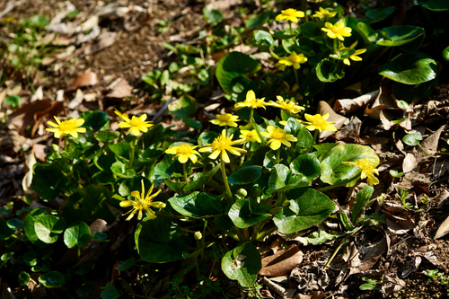 Ficaria verna (lesser celandine)