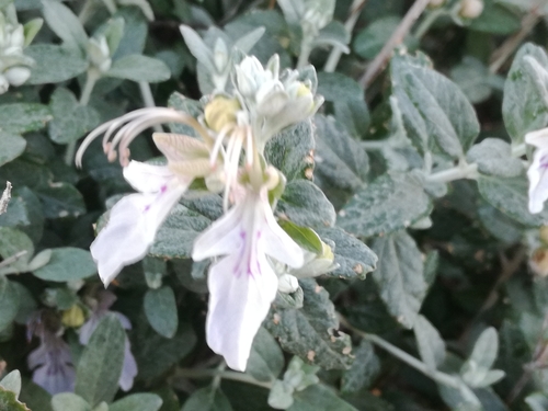 Teucrium fruticans (alternate view 4)