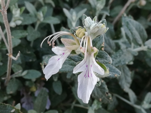 Teucrium fruticans (alternate view 3)