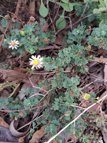 Calotis cuneifolia (Purple Burr-daisy) (alternate view 7)