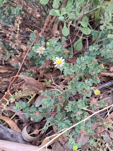 Calotis cuneifolia (Purple Burr-daisy) (alternate view 8)