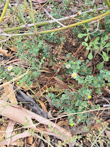 Calotis cuneifolia (Purple Burr-daisy) (alternate view 9)