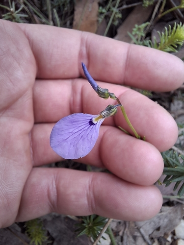 Pigea monopetala (Lady's Slipper) (alternate view 3)