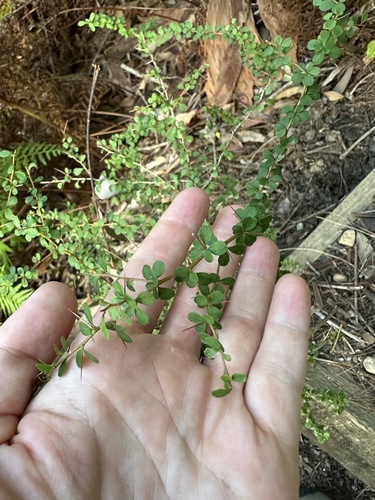Pittosporum multiflorum (orange thorn) (alternate view 2)