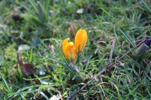 Crocus × stellaris (Dutch Yellow Crocus) (alternate view 5)