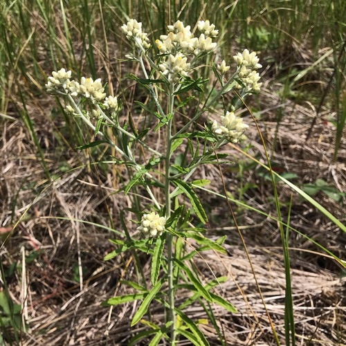 Pseudognaphalium obtusifolium (sweet everlasting) (alternate view 10)