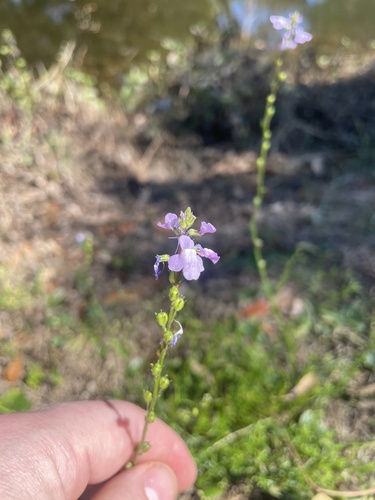 Linaria canadensis (Canada toadflax) (alternate view 3)